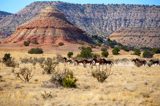 Spanish mustangs running in New Mexico