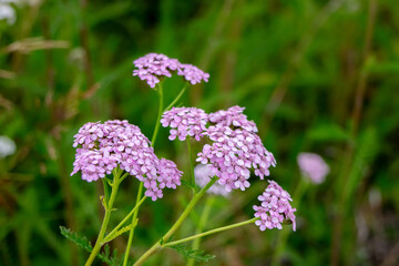 Beautiful pink flowers of pink yarrow or (achillea millefolium) blooming among green foliage in the summer meadow. © Saeedatun