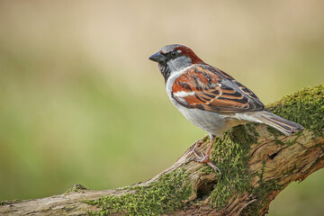 Male house sparrow (Passer domesticus) perched on a mossy branch. Sharp profile portrait of small songbird with black bib and chestnut cap, alert pose, soft green background, copy space. © WojtekWildlife