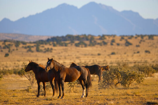 Spanish mustangs in New Mexico