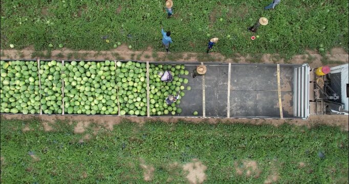 Close top-down aerial of workers stacking watermelons on a flatbed trailer