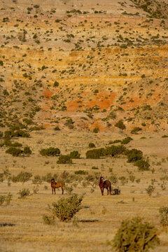 Spanish mustangs in New Mexico