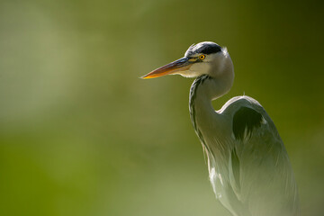 Side profile portrait of a grey heron against a blurry green nature background in soft sunlight © ismail