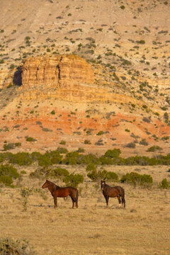 Spanish mustangs in New Mexico