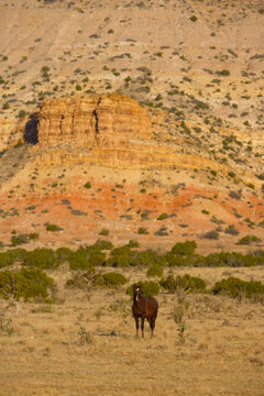 Spanish mustangs in New Mexico