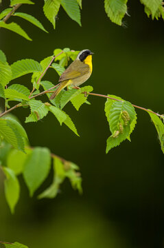 Male Common Yellowthroat warbler bird perched on spring branch