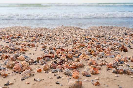 A sandy beach after a storm, strewn with the shells of various mollusks, a copy pace for text about nature and human impact