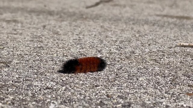 Close-up of a fuzzy black and orange woolly bear caterpillar slowly crawling across rough pavement outdoors. A common autumn insect associated with winter weather folklore. 15583  