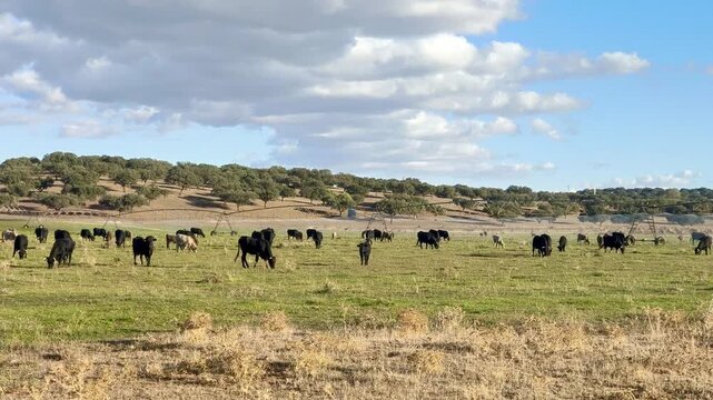 Vacas  negras pastando bajo agua de riego  por sistema de pivote 
