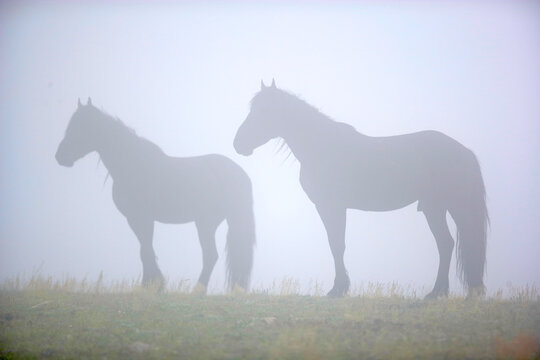 Two wild horses in the fog in Wyoming