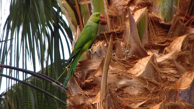 Close up view of wild green rose ringed parakeet bird climbing up palm tree trunk and eating date fruit Egypt