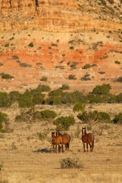 Spanish mustangs in New Mexico