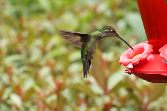 Female Talamanca Hummingbird Hovering and Feeding at a Red Nectar Feeder