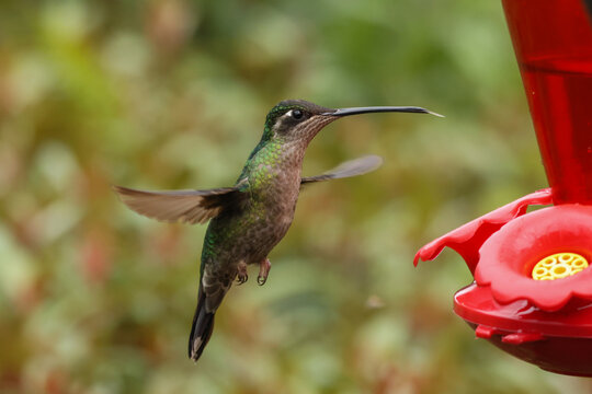 Female Talamanca Hummingbird Hovering and Feeding at a Red Nectar Feeder