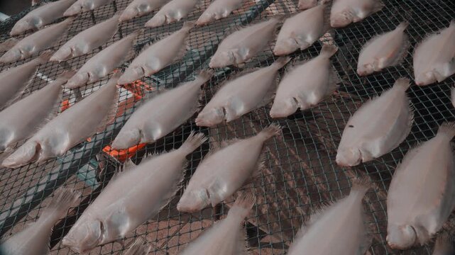 Dried Flounder Fish Drying on Net Frames in Traditional Fishing Village at Gijang, Busan, South Korea