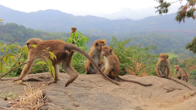 Group of wild monkeys sitting on rock outdoor in Sri Lanka
