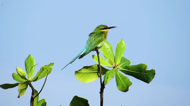 Wild green blue tailed bee eater bird sitting on tree branch with caught insect in beak