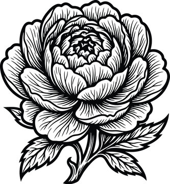 Peony illustration: A striking black and white line art illustration of a blooming peony flower with detailed petals and leaves, set against a dark backdrop.