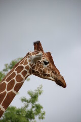 Girafe © Fanny