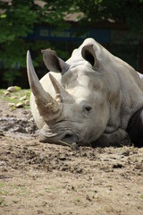 Rhinocéros © Fanny