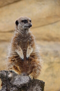 Suricate