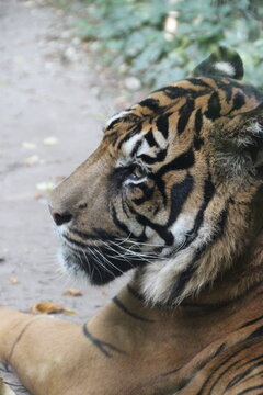 Tigre