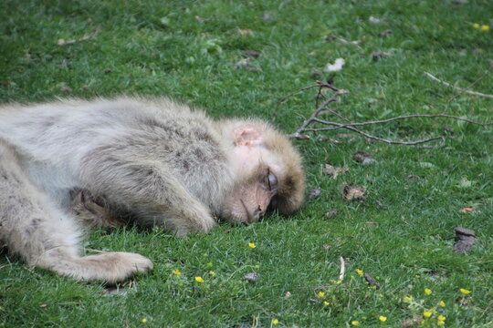 Singe