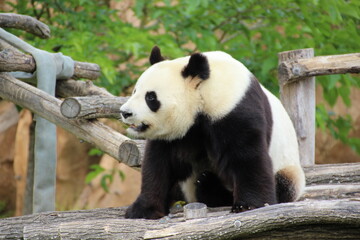 Panda © Fanny