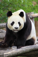 Panda © Fanny