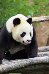 Panda © Fanny
