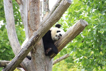 Panda © Fanny