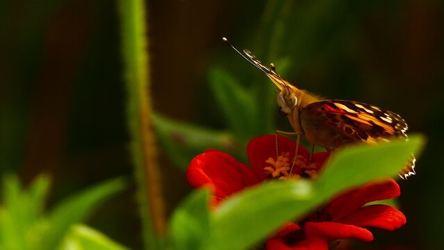 Colorful butterfly rest on a big red flower in the garden, close macro details, insects and bugs background