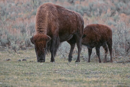 American bison cow and calf (''buffalos'') at the Lamar River Valley in a sagebrush meadow next to Hwy.212 -NE Entrance Rd-. Yellowstone NP-WY-USA-043
