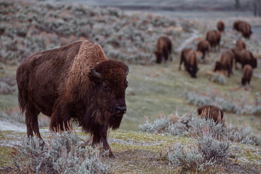 Female American bison (commonly 'buffalo') at the Lamar River Valley in a sagebrush meadow next to Hwy.212 -NE Entrance Rd-. Yellowstone NP-WY-USA-049