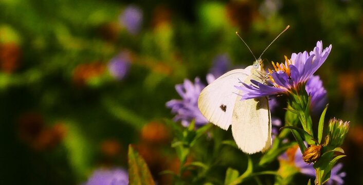 White butterfly rest on a purple flower in the garden, close macro details, insects and bugs background