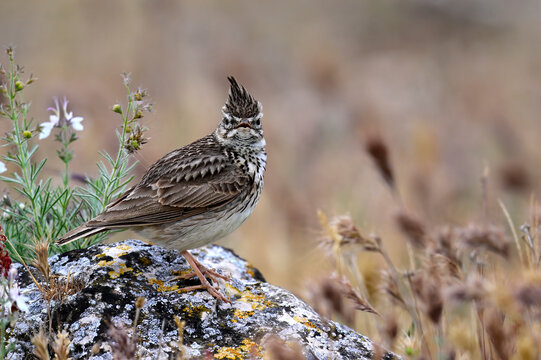 singing Thekla's lark // singende Theklalerche (Galerida theklae) - Madrid, Spain