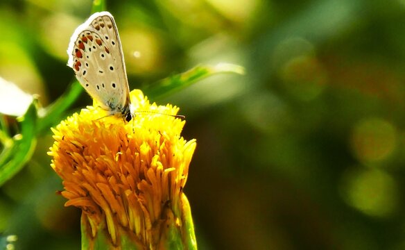 White butterfly and purple daisy flower in the garden, close macro details, wildlife bugs and insects background