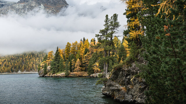 Stunning autumn landscape in the Swiss Alps featuring golden larch forests, a tranquil mountain lake, misty mountain peaks under dramatic overcast sky.