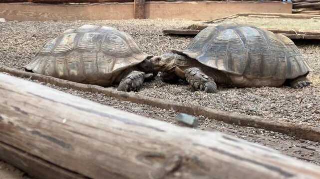 Two giant tortoises face to face beside a wooden log