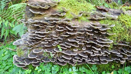 tree fungus © Dirk