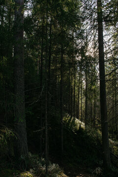 The dark taiga forest