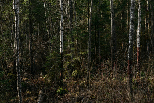The dark taiga forest