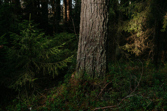The dark taiga forest