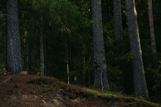 The dark taiga forest