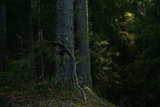 The dark taiga forest