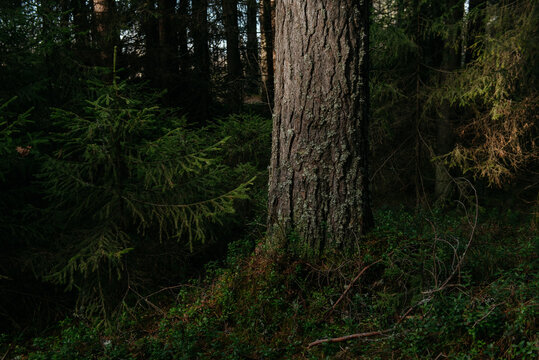 The dark taiga forest