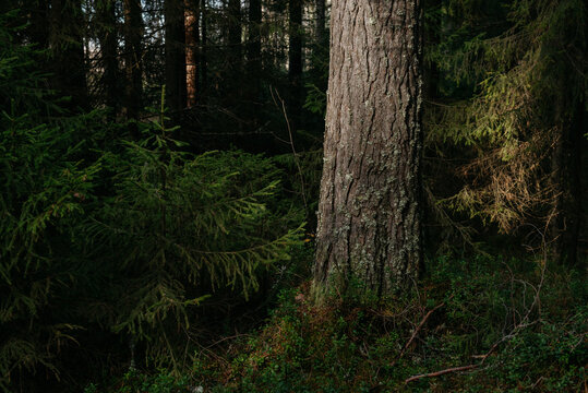 The dark taiga forest