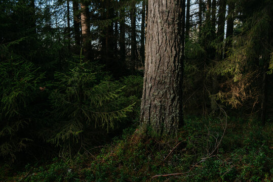 The dark taiga forest