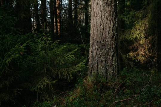 The dark taiga forest