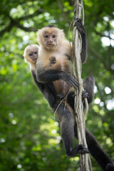mother and baby capuchin monkey in a cute moment © Bernhard